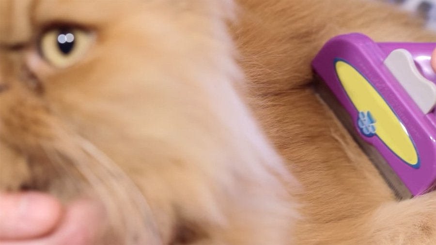 Furminator para gatos