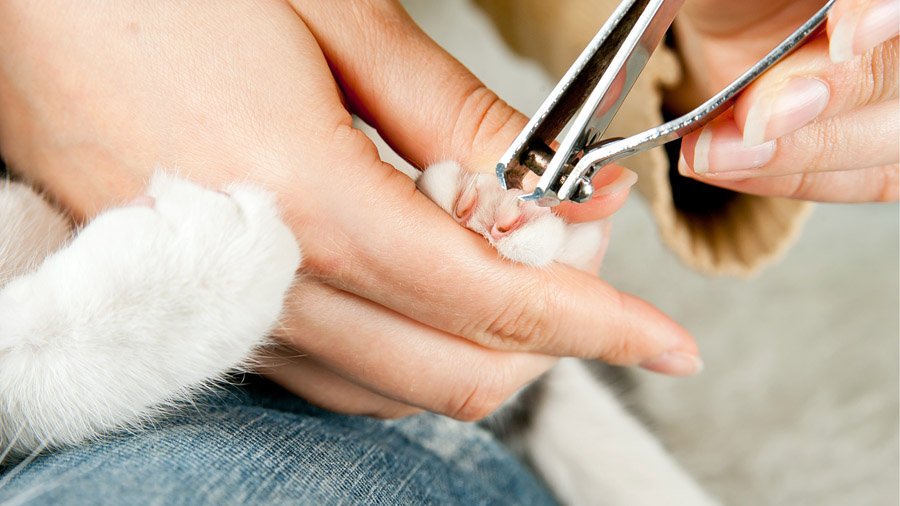 Cómo cortar las garras de un gato