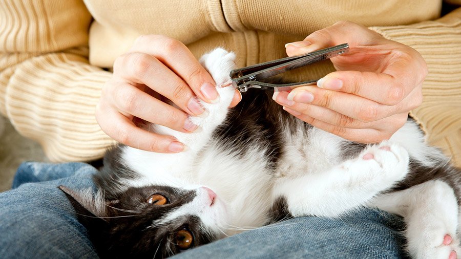 Cómo cortar las garras de un gato