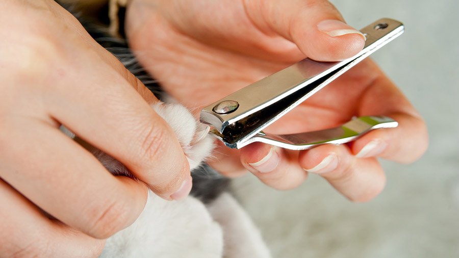 Cómo cortar las garras de un gato