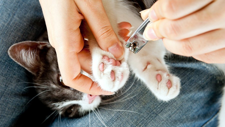 Cómo cortar las garras de un gato