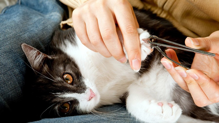 Cómo cortar las garras de un gato