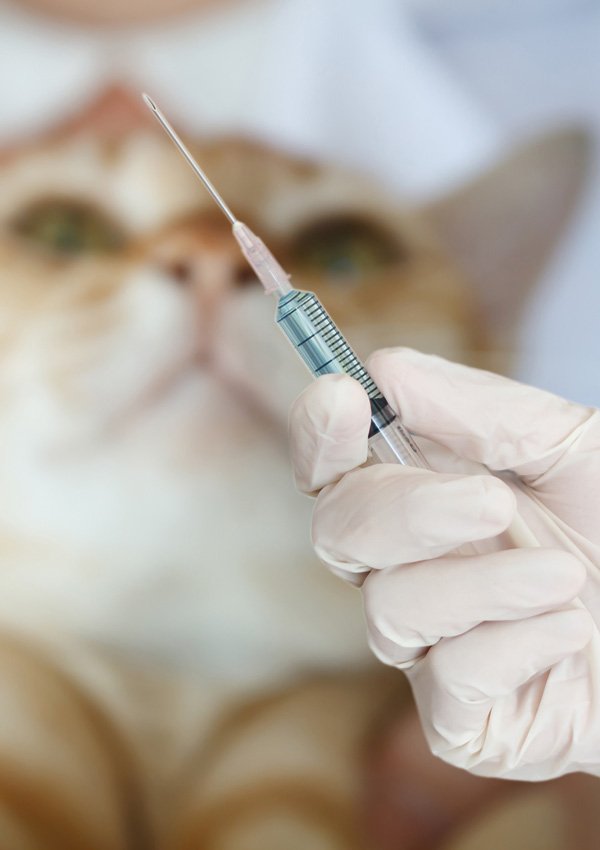 Para darle una inyección a un gato