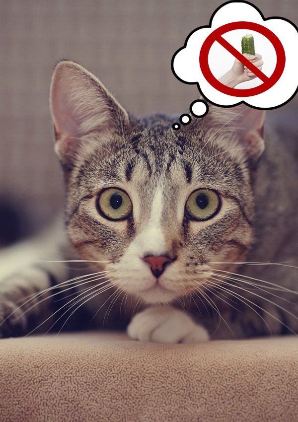 ¿Por qué los gatos tienen miedo a los pepinos?