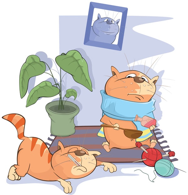 Síntomas en un gato