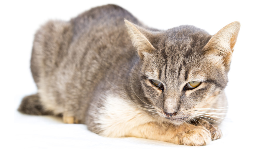 El gato tiene calcivirosis