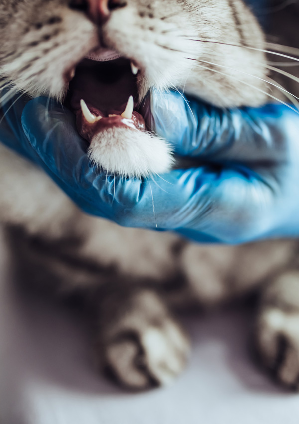 Veterinario y gato