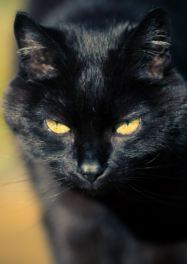 Ojos de gato