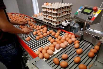 Huevos en el transportador