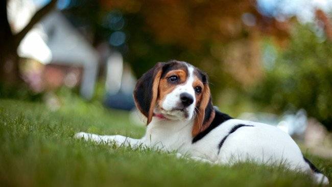 Anaplasmosis en perros