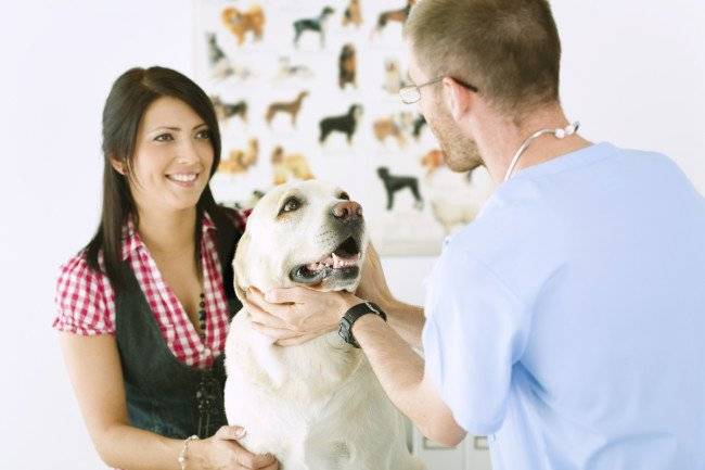 ¿Puede una persona infectarse con anaplasmosis de una mascota