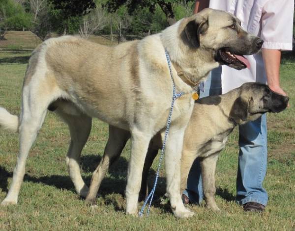 Gran Perro Pastor de Anatolia