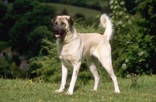 Descripción de la raza del perro pastor de Anatolia
