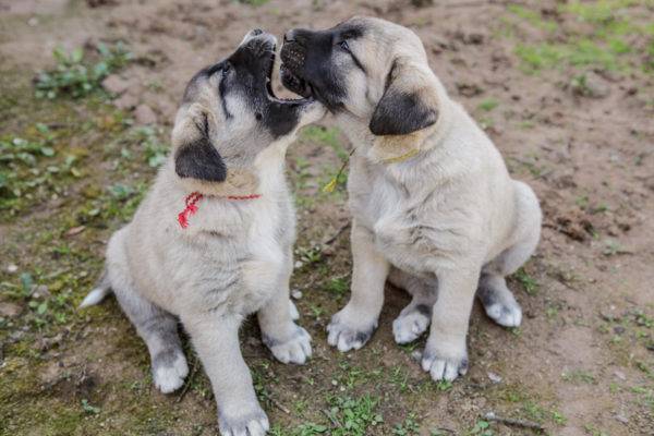 Cachorros de Pastor de Anatolia