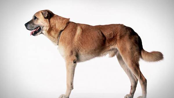 Pastor de Anatolia hermoso perro