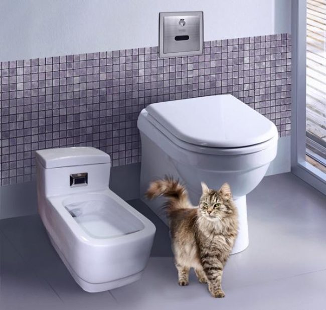Inodoro automático para gatos