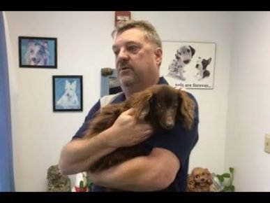 Perro rescatado