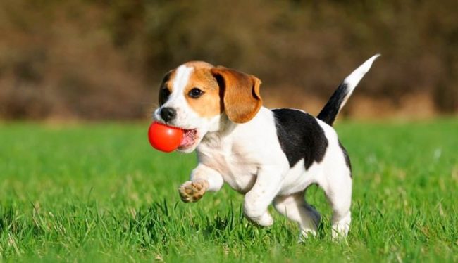 El cachorro beagle es un niño juguetón. Solo déjalo correr y saltar