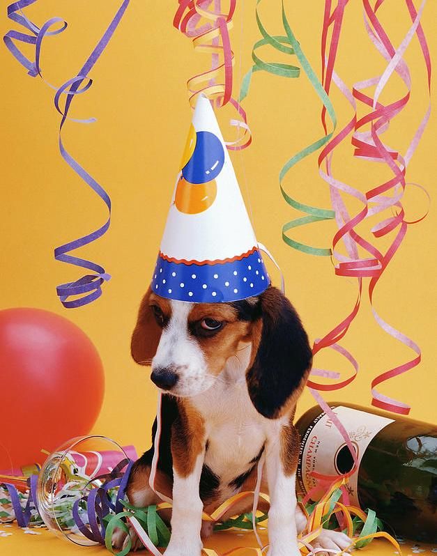 Cachorro Beagle después de una fiesta tormentosa