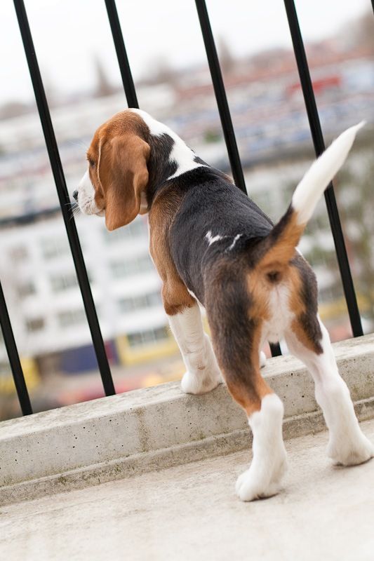 El área donde vivirá el beagle debe ser segura para él
