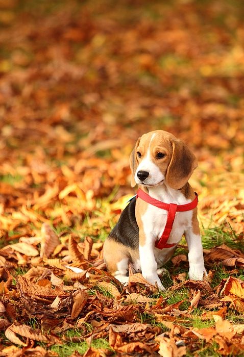 Cachorro Beagle en un paseo de otoño