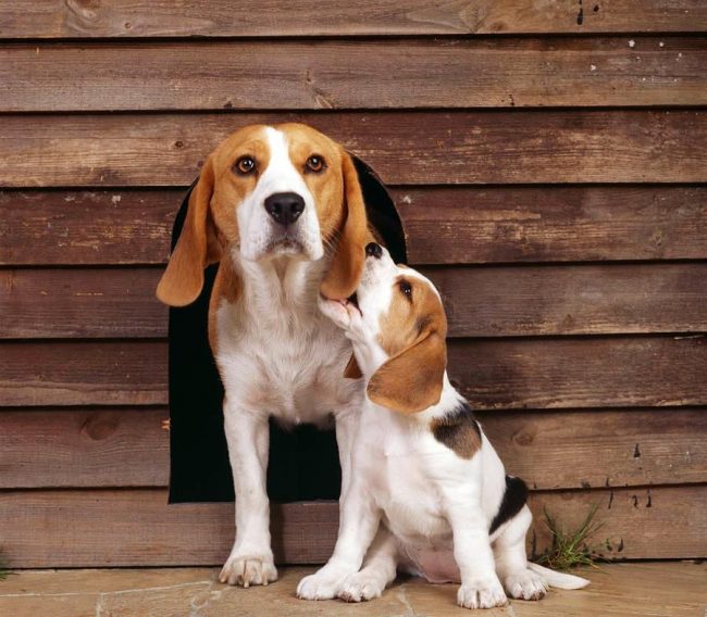 Esto es amor. Mamá es un beagle y su hijo