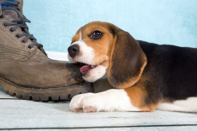 Cachorro Beagle aprende el mundo por el diente