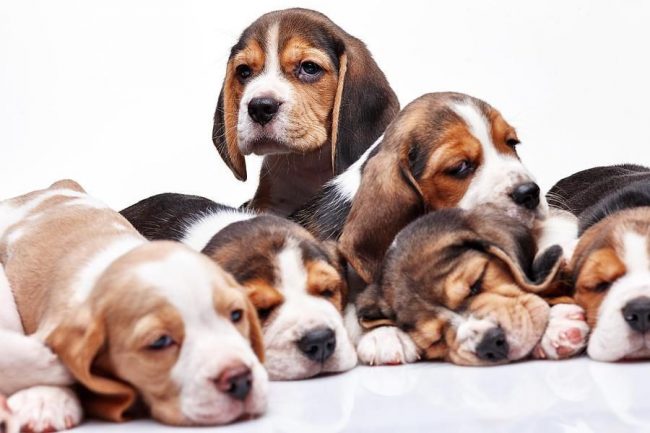 Cachorros Beagle - lindos bebés con narices húmedas