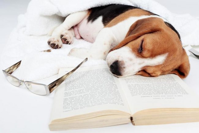 Comprar un cachorro es costoso, y tratar las interrupciones digestivas y de envenenamiento es aún más costoso