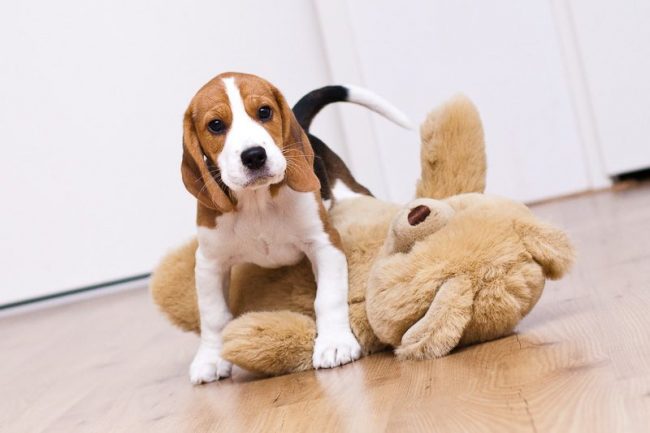El cachorro beagle, como cualquier niño, debe tener sus juguetes favoritos