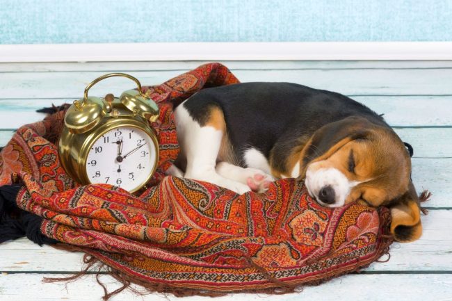 El pequeño beagle tiene una hora tranquila