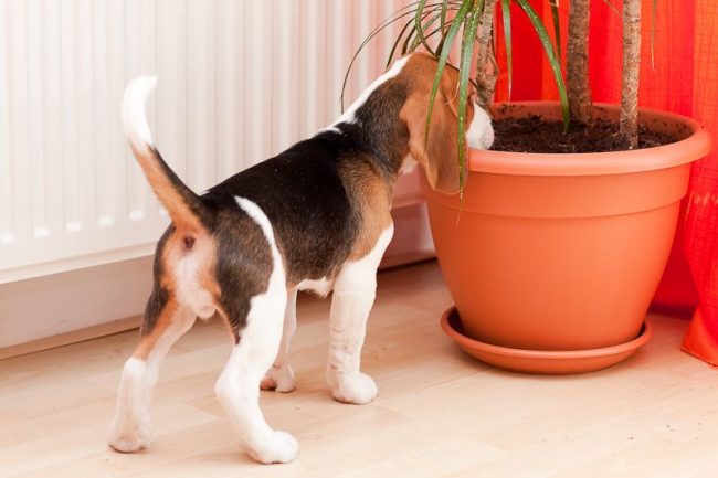 El pequeño beagle asoma por todas partes su curiosa nariz. Es importante eliminar todas las cosas valiosas y palpitantes de su camino