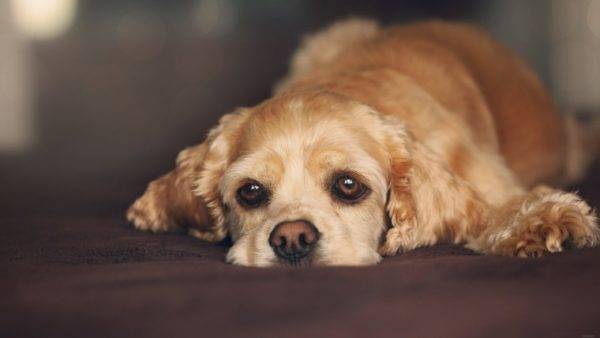 Tristes ojos de perro