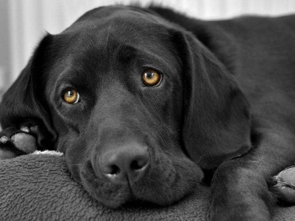 mentiras de perro negro