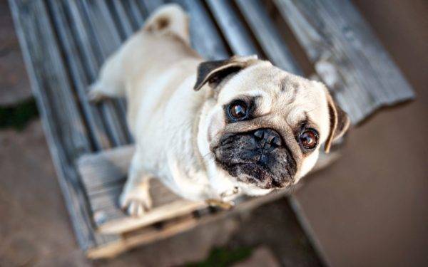 perro