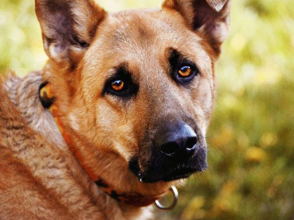 perro hermoso