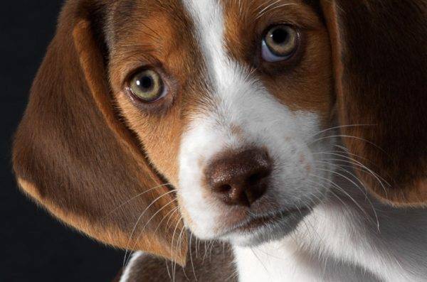 perro hermoso