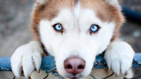 hermosos ojos al perro