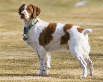 Breton Epaniol (Bretaña) Bretaña, Bretaña americana, Bretaña Spaniel