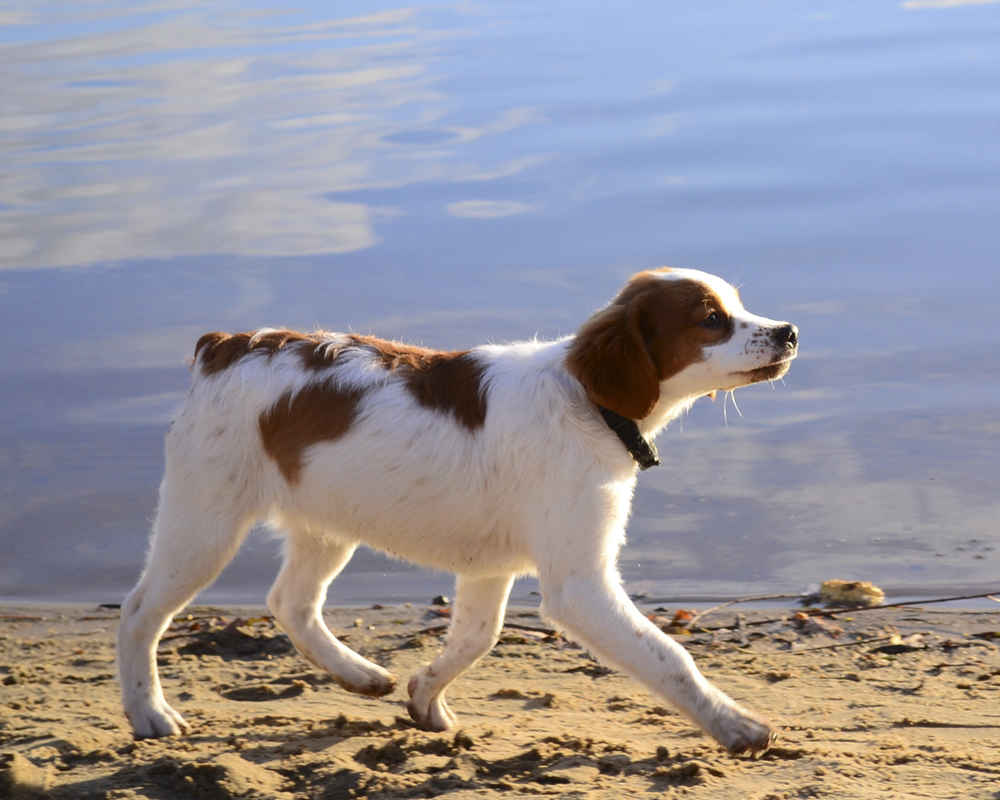 Breton Epaniol (Bretaña)
