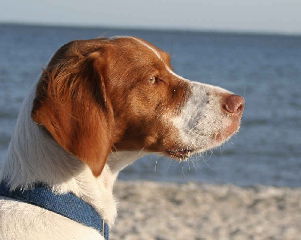 Breton Spaniel - foto