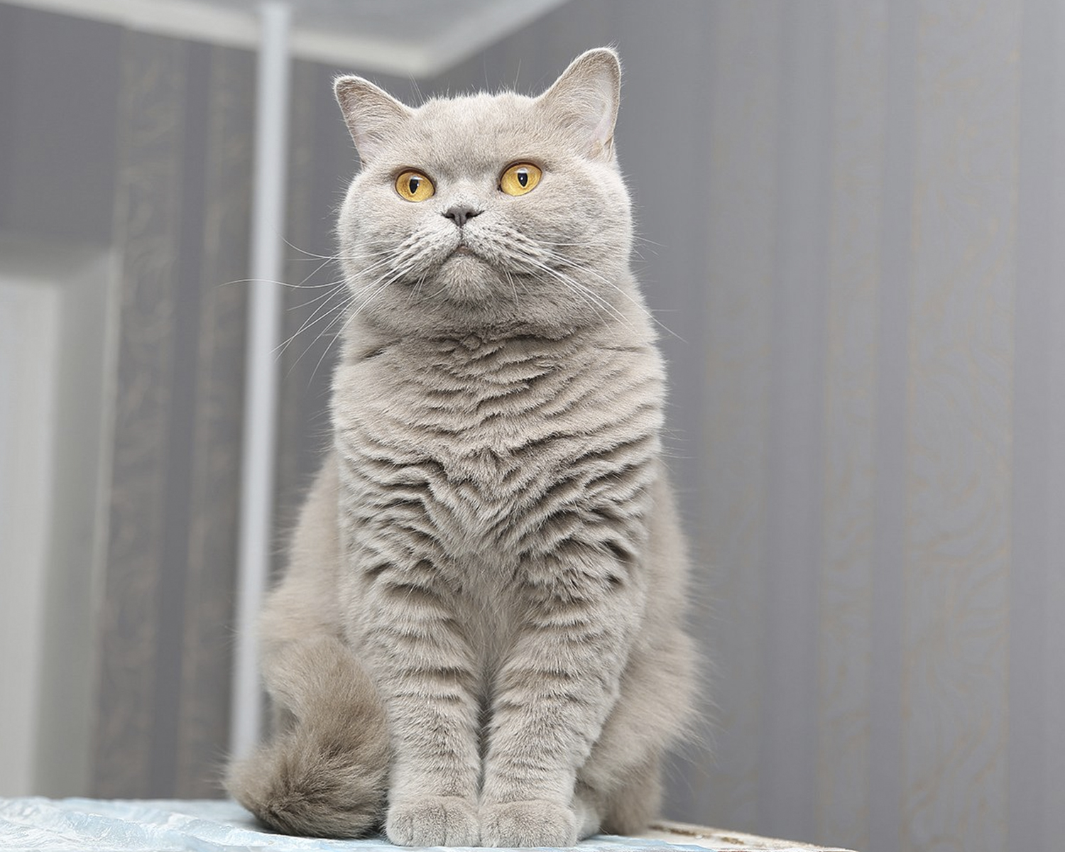 Gato británico de pelo corto