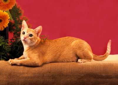 Gato de Ceilán