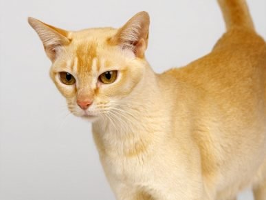 Gato de Ceilán