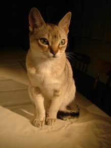 Gato de Ceilán