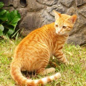Gatito de Ceilán