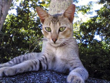 Gato de Ceilán