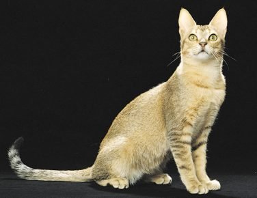 Gato de Ceilán