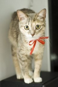 Gatito de Ceilán