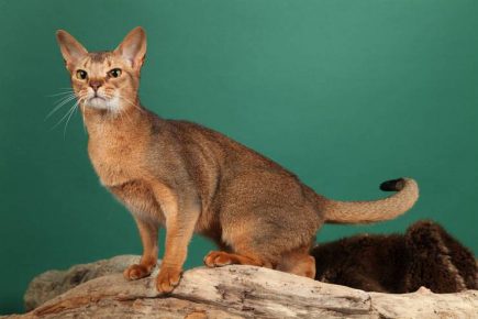 Gato de Ceilán